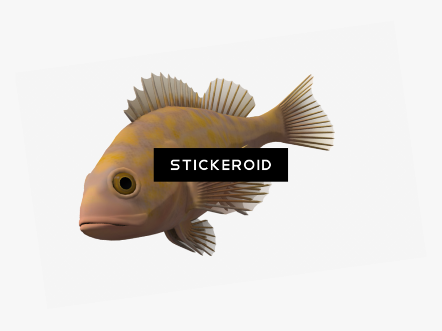 Porcupine-fishes - Pomacentridae, HD Png Download