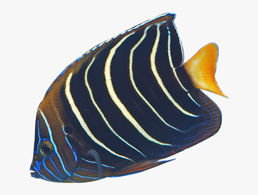 Transparent Angelfish Clipart - Transparent Angel Fishes, HD Png Download