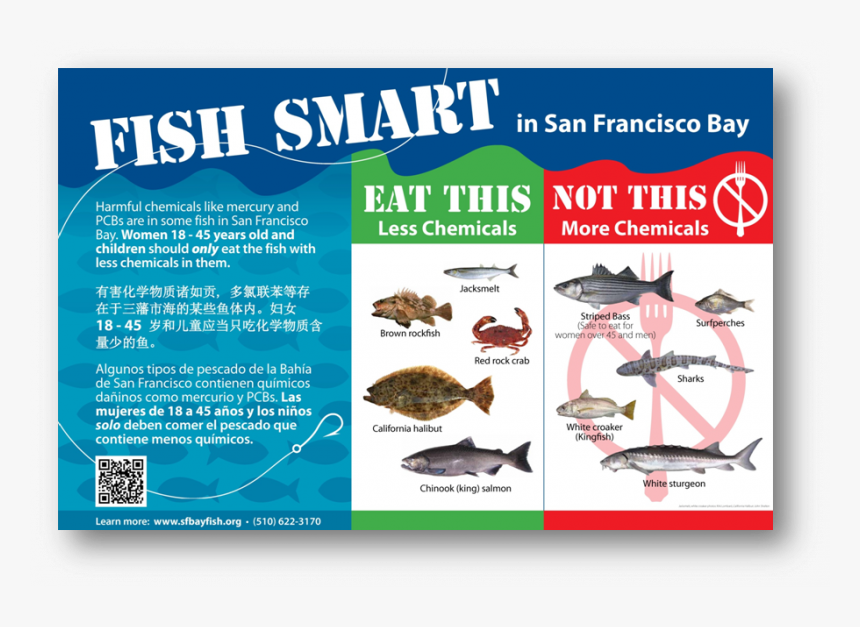 Fish In The San Francisco Bay, HD Png Download
