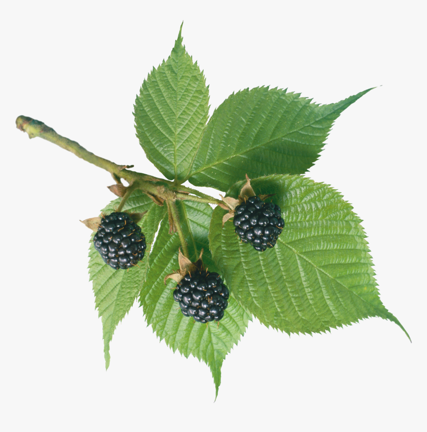 Mulberry Tree Transparent Background, HD Png Download