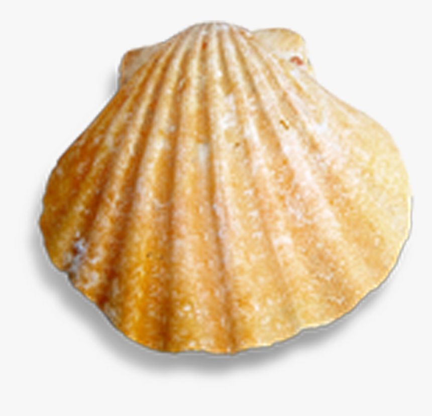 Cockle Seashell Conch - Scallop, HD Png Download