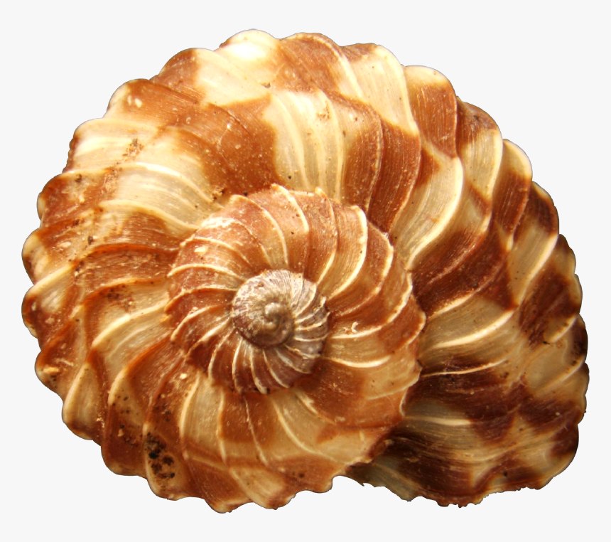 Transparent Seashells Png - World's Most Beautiful Seashell, Png Download