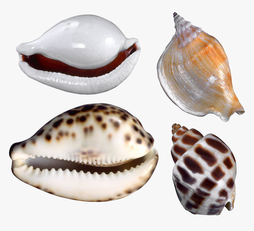 Seashell Png - Conchas Y Caracol De Mar, Transparent Png
