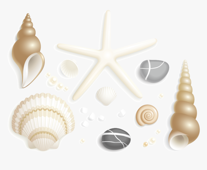 Shell, HD Png Download