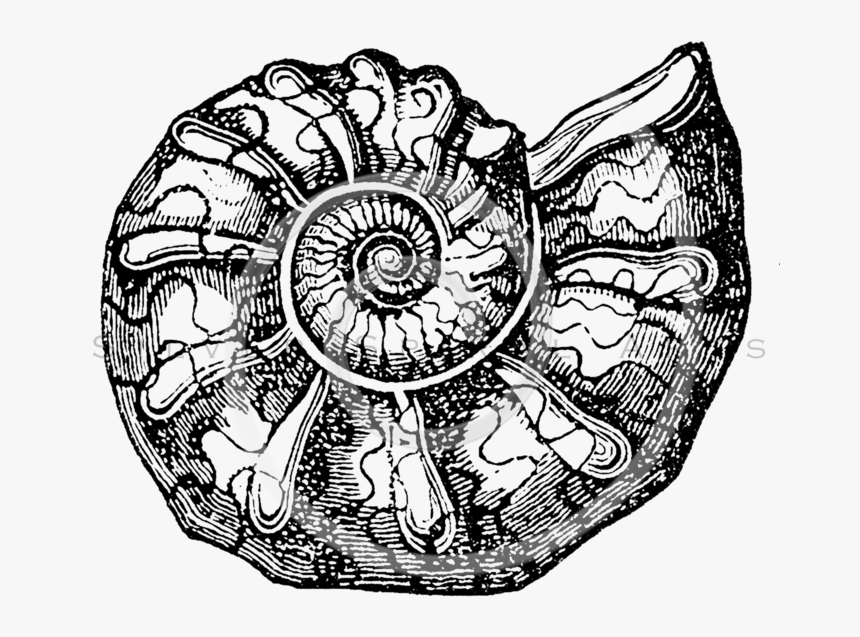 Seashells Png - Ammonite Clip Art, Transparent Png