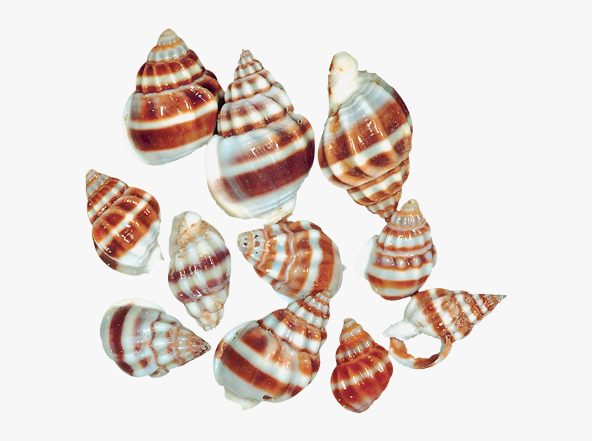 Transparent Snail Shells Png - Sea Snail Png Of Snail, Png Download
