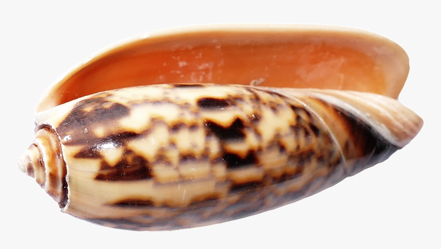 Sea, Shell, Ocean, Beach, Sea Shells, Sand, Summer - Seashell, HD Png Download
