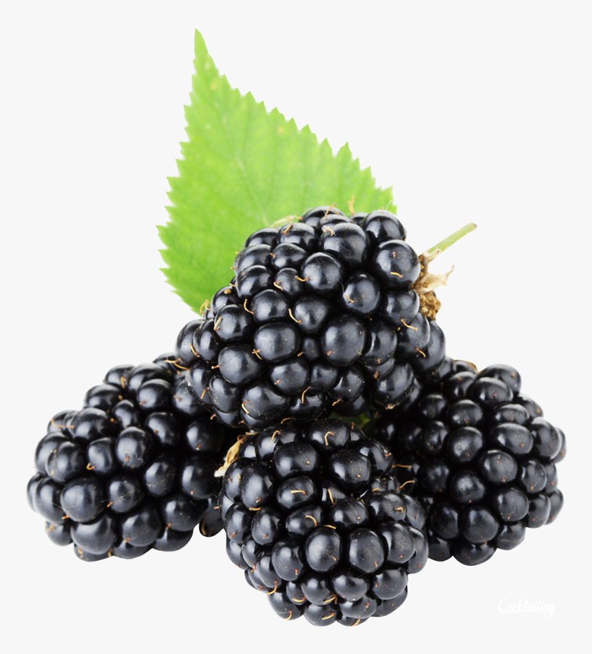 Blackberry Png, Transparent Png