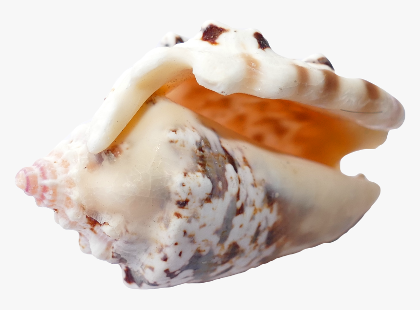 Sea, Shells, Ocean, Beach, Vacation, Sea Shells, Sand - Tengeri Kagyló Png, Transparent Png