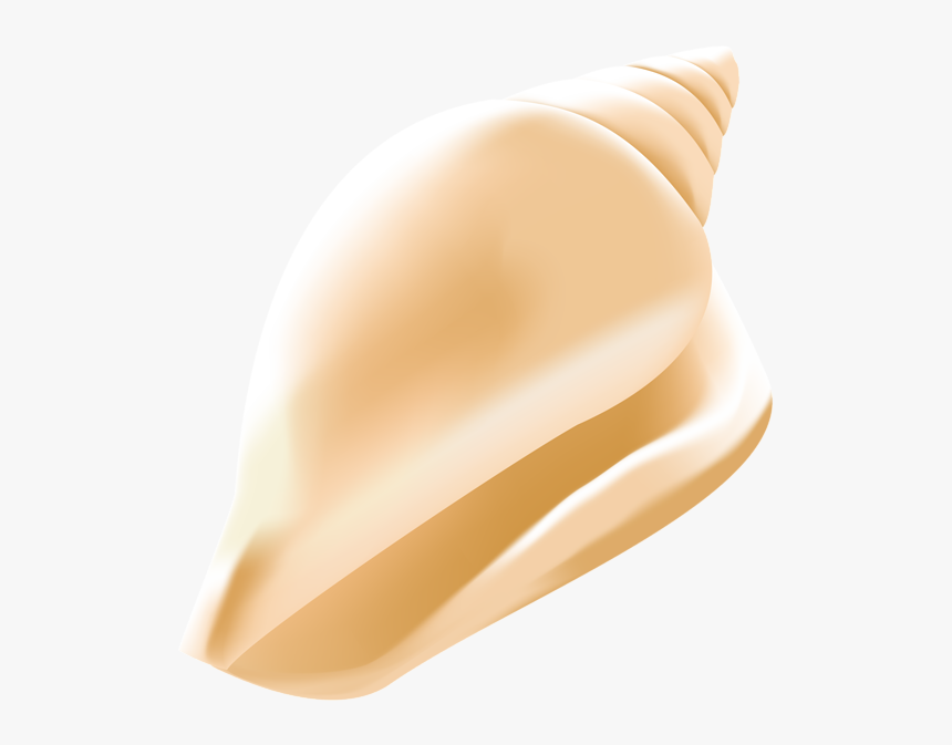 Transparent Conch Shell Clipart, HD Png Download