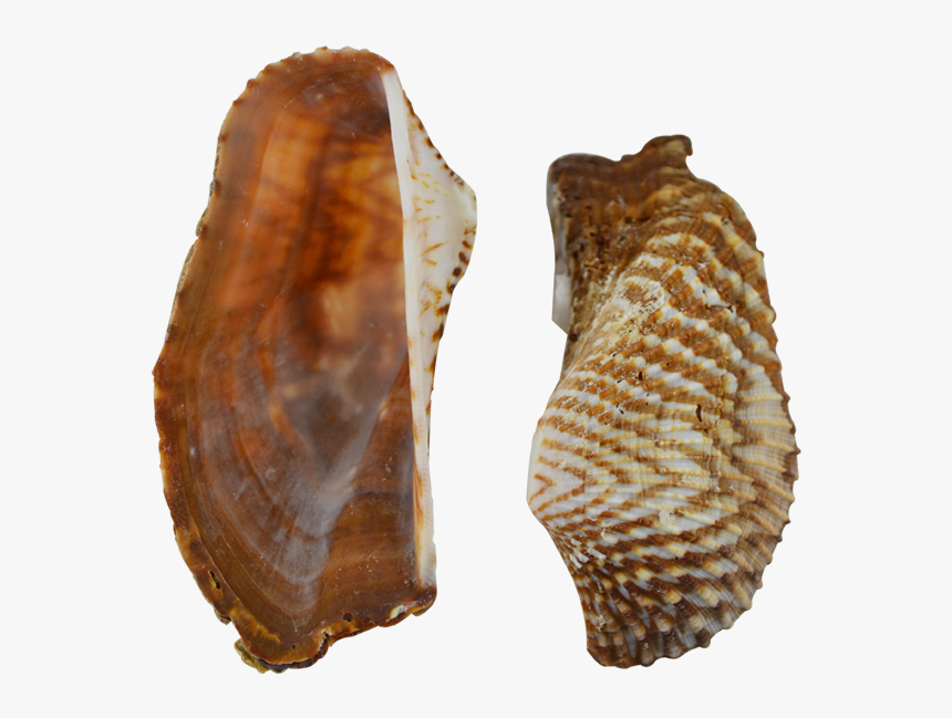 Turkey Wing Shells Seashells 2-2 - Shell, HD Png Download