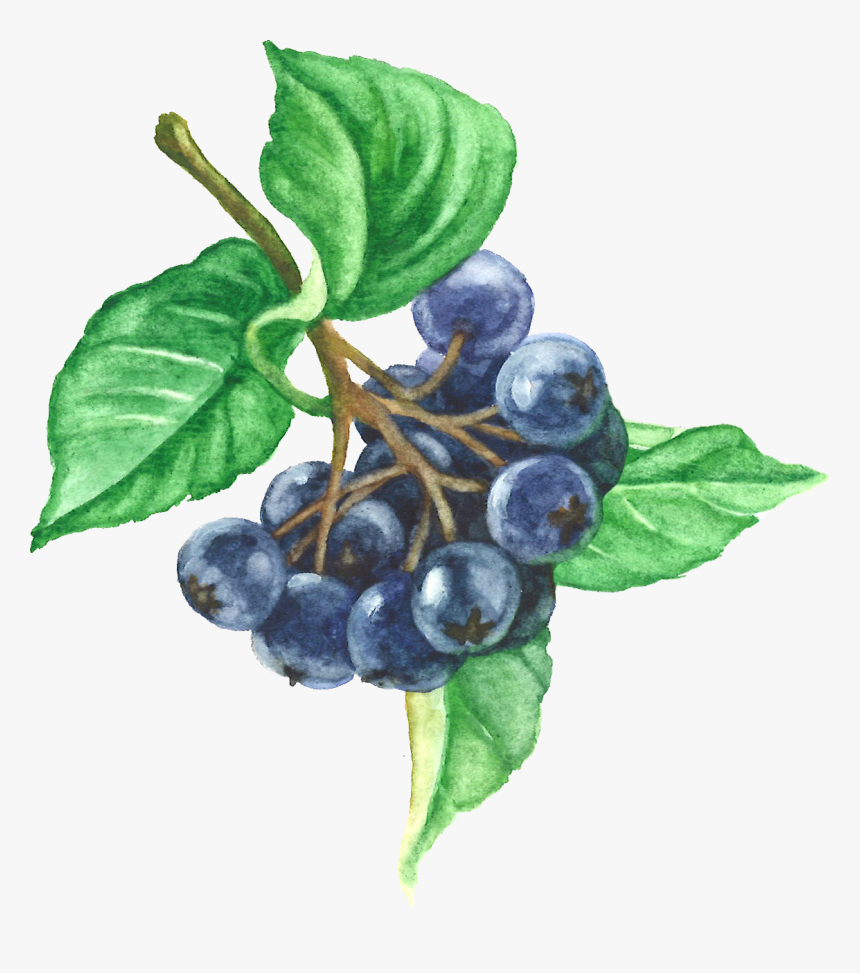 Aronia Berries, HD Png Download
