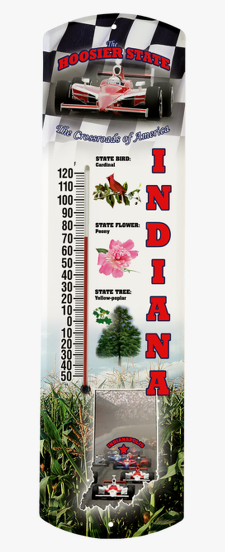 Indiana State - Shortleaf Black Spruce, HD Png Download