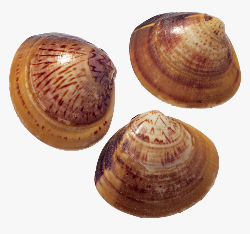 Seashell Clipart Png, Transparent Png