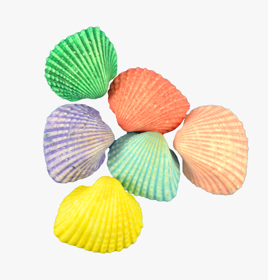 Ark Dyed Shells - Paroquia Cristo Rei Ipatinga, HD Png Download