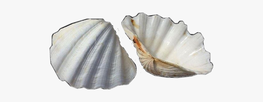 #aesthetic #tumblr #vintage #sea #ocean #shells #seashells - Concha Vintage Png, Transparent Png