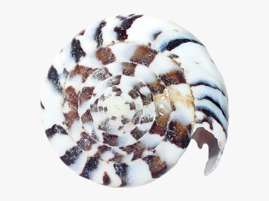 Sea, Shells, Ocean, Beach, Vacation, Sea Shells, Sand - Sea Shell Spirale, HD Png Download