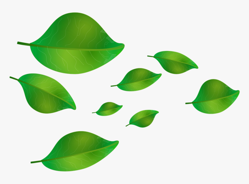 Hojas Verdes Cayendo Png, Transparent Png