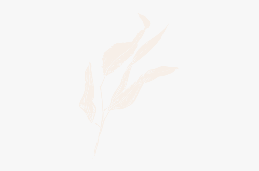 Film And Foliage Gumleaf Cream - Sketch, HD Png Download
