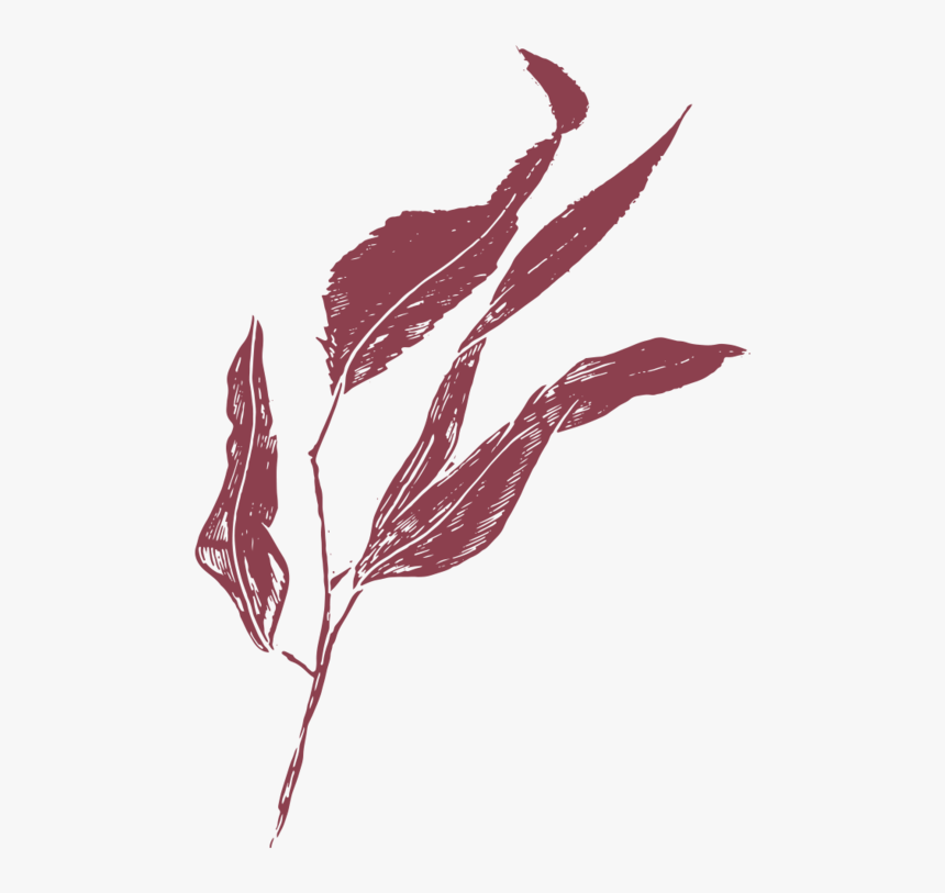 Film And Foliage Gumleaf Burgandy - Illustration, HD Png Download