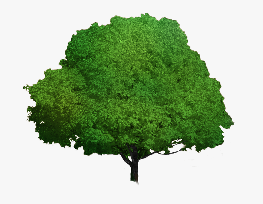 Foliage Progress - Oak, HD Png Download