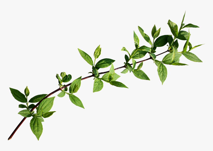 Follaje Png, Transparent Png