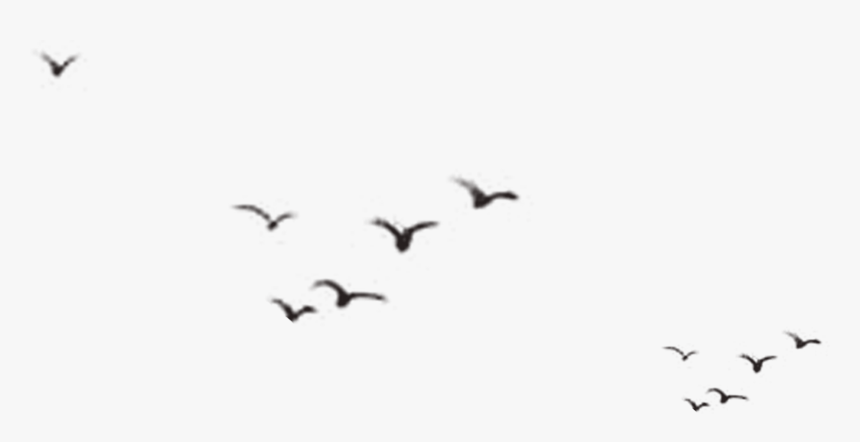 Birds Silhouette Png Download - Silhouette Birds Flying Away, Transparent Png