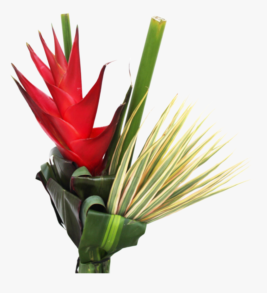 Foliage La Ilusion Buy Import Wholesale Bulk Online - Bromeliaceae, HD Png Download