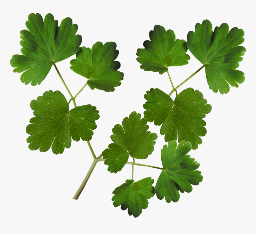 Leaves Plant Foliage - Листва Png, Transparent Png