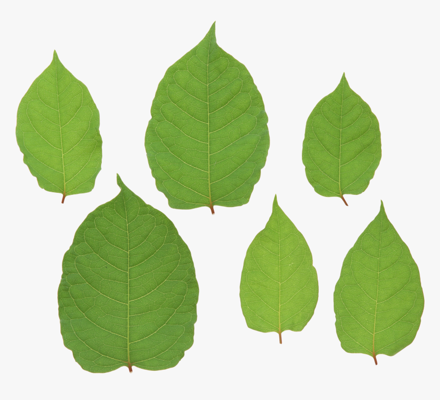 Green-leaves - انواع برگ های پهن, HD Png Download