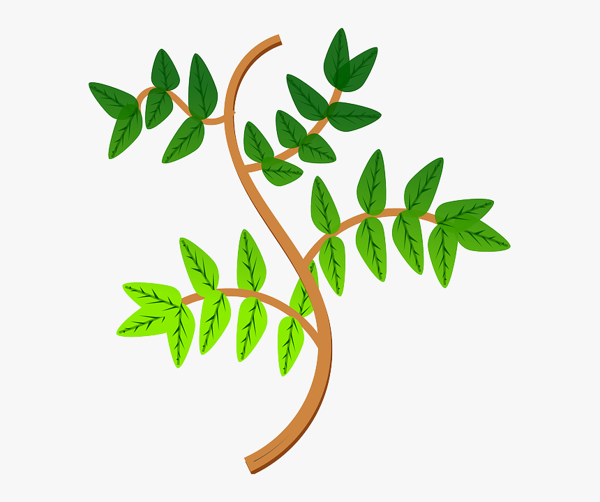 Ramas De Una Planta Clipart , Png Download - Rama De La Planta, Transparent Png