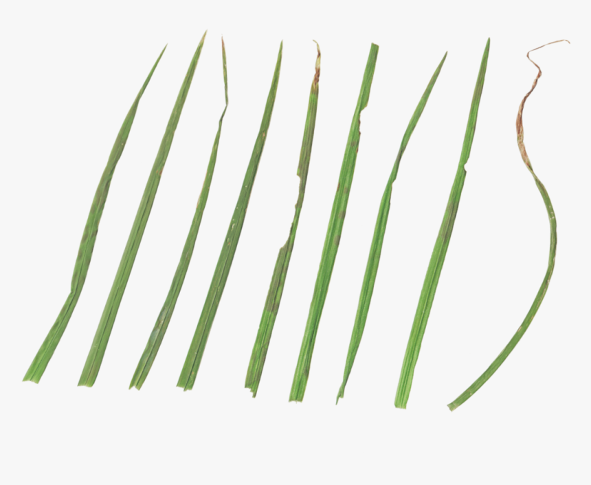 Parallel, HD Png Download