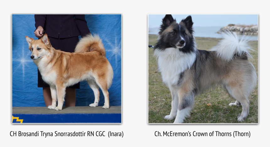 Mobirise - Icelandic Sheepdog, HD Png Download