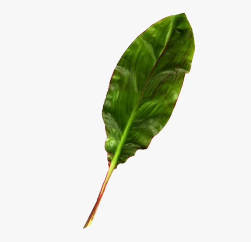 Variegated Ti Leaf - Chard, HD Png Download