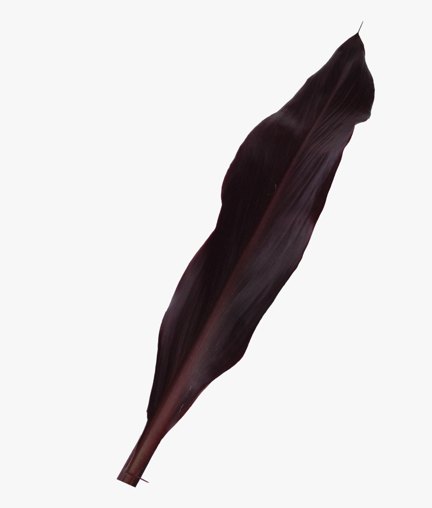 Buy Purple Ti Foliage La Ilusion Buy Import Wholesale - Illustration, HD Png Download