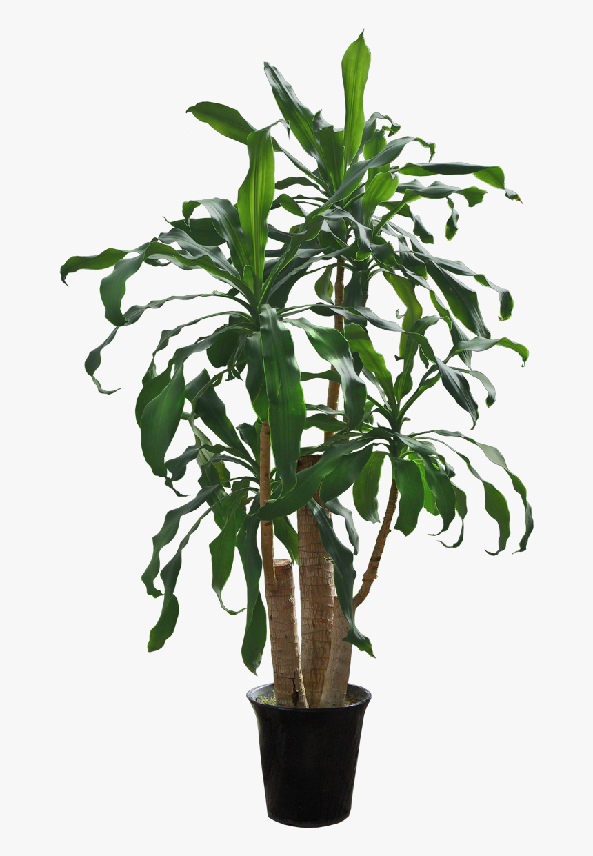 Indoor Foliage Template - Zebra Blinds Colorful, HD Png Download