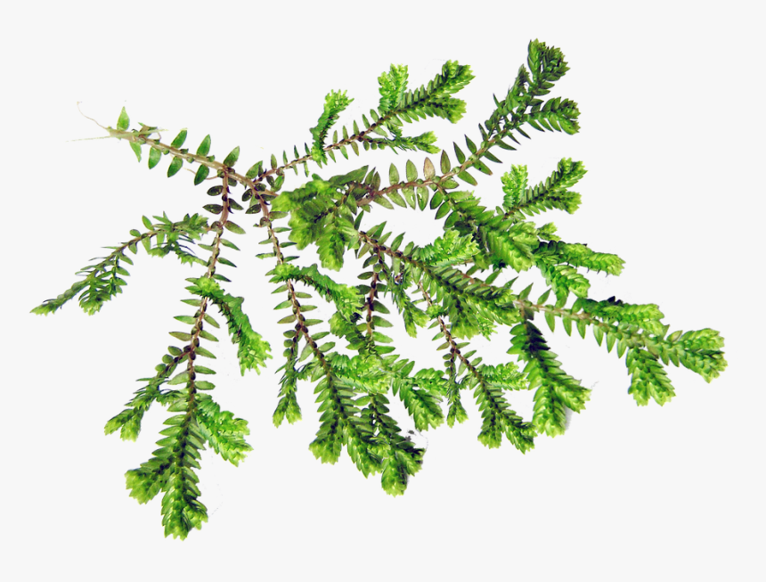 Leaf, Fern, Plant, Foliage - Background Daun Pakis Png, Transparent Png