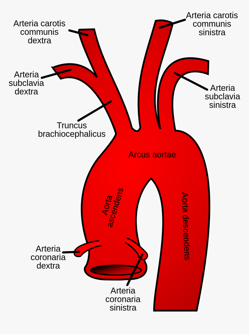 Aortic Arch, HD Png Download