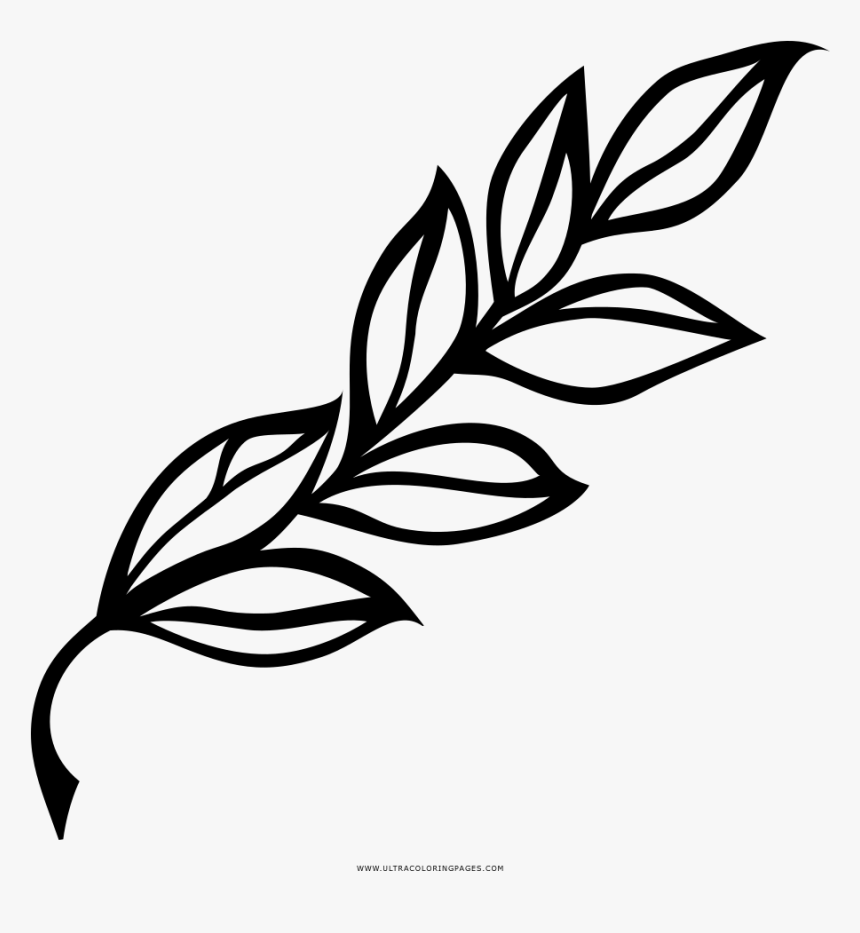 Laurel Branch Coloring Page - Laurel Leaf Black And White, HD Png Download