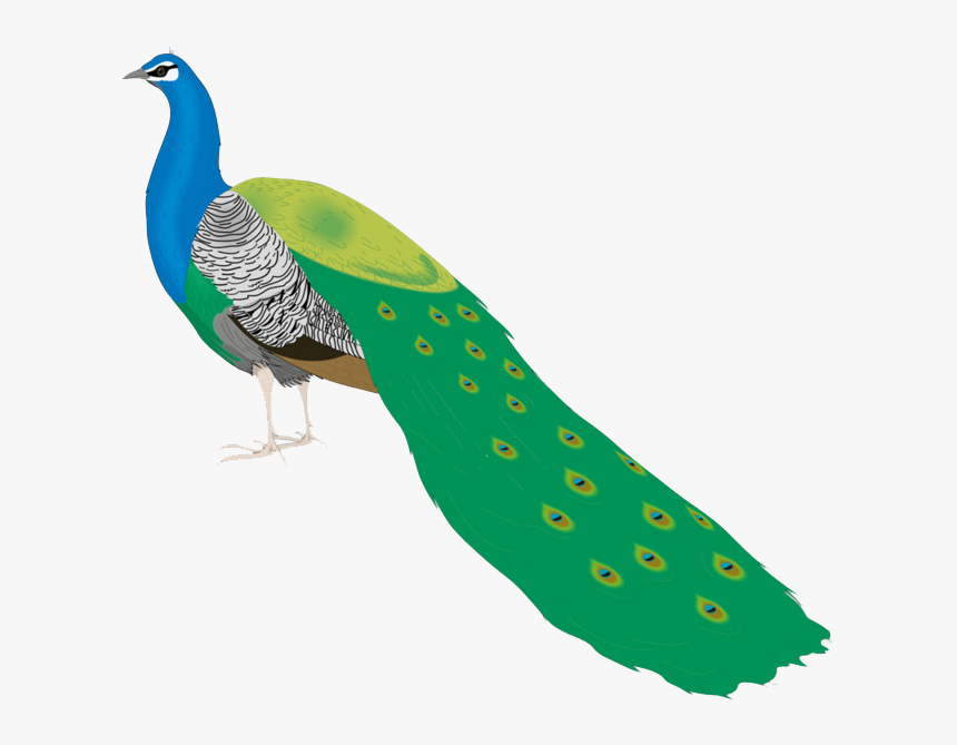 Peacock Png Free Pic - Peacocks Birds Clip Art, Transparent Png