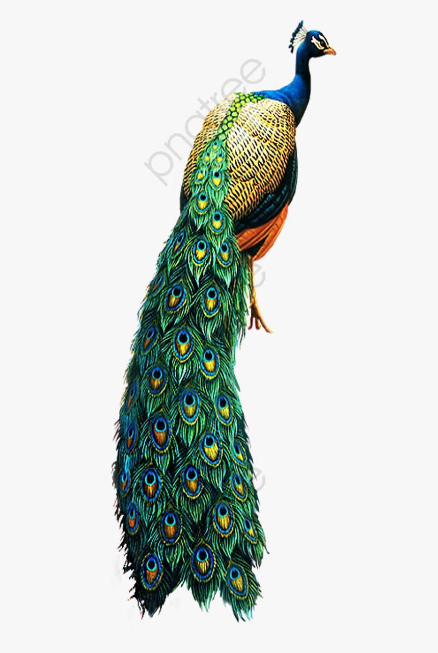Peacock Clipart Bird - Peacock Transparent Background, HD Png Download