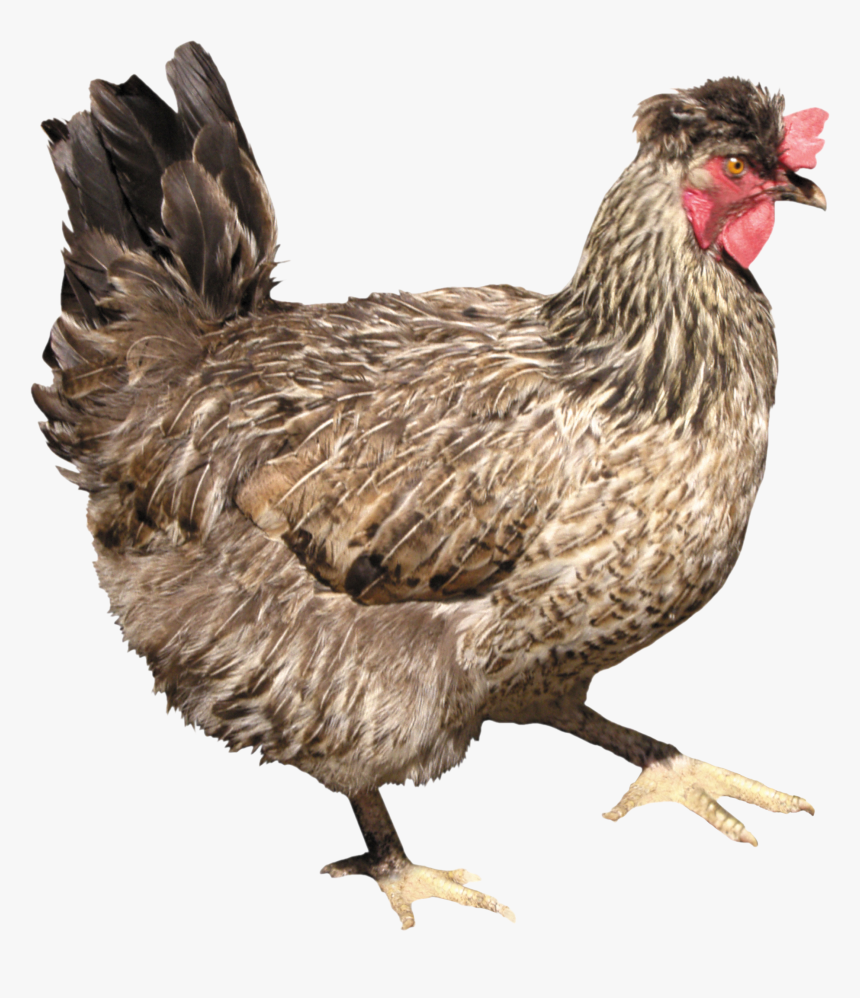 Chicken Png Image - Png Chicken, Transparent Png