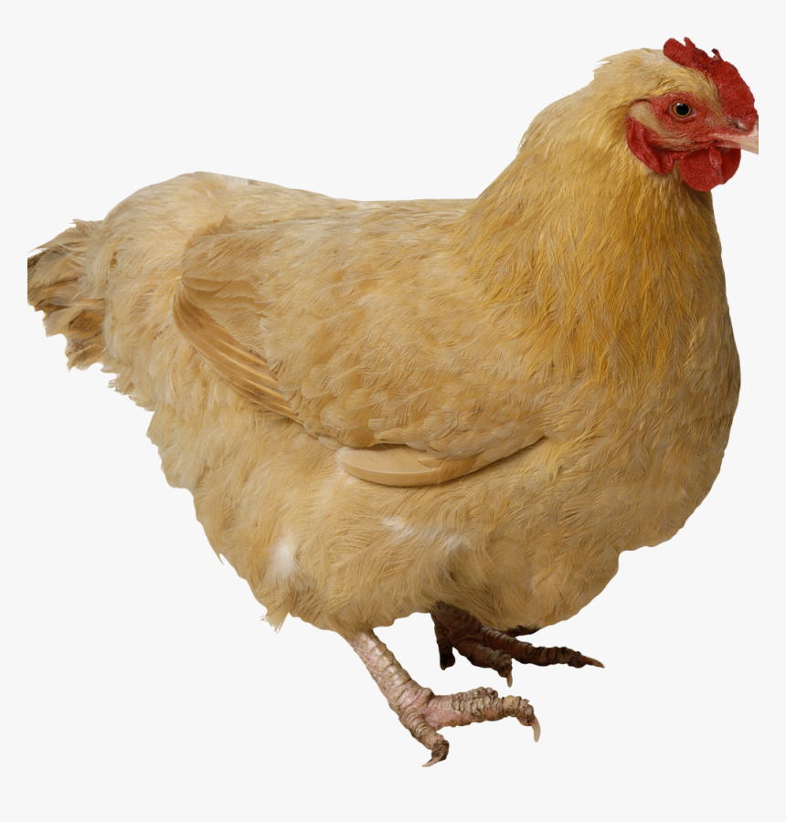 Transparent Chicken Animal, HD Png Download