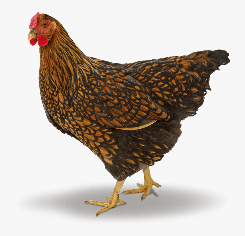 Barna Wyandotte, HD Png Download