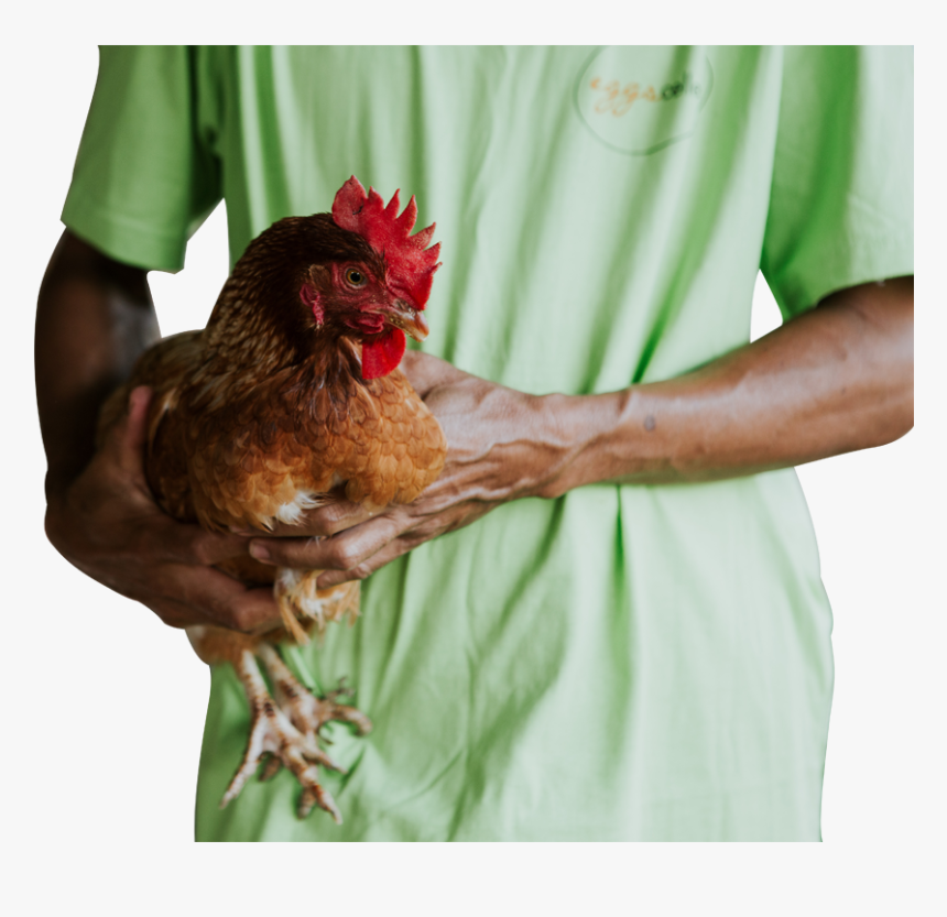 Rooster, HD Png Download
