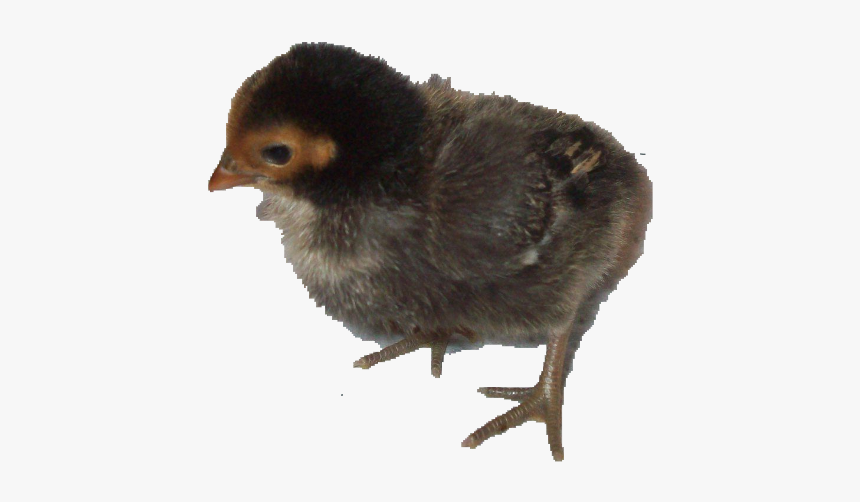Flightless Bird, HD Png Download