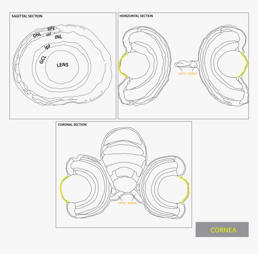 Cornea-03 - Ganglion Cell Layer, HD Png Download