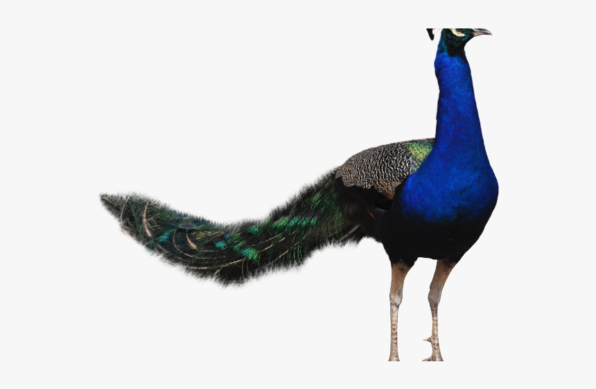 Peacock Feather And Beak, HD Png Download