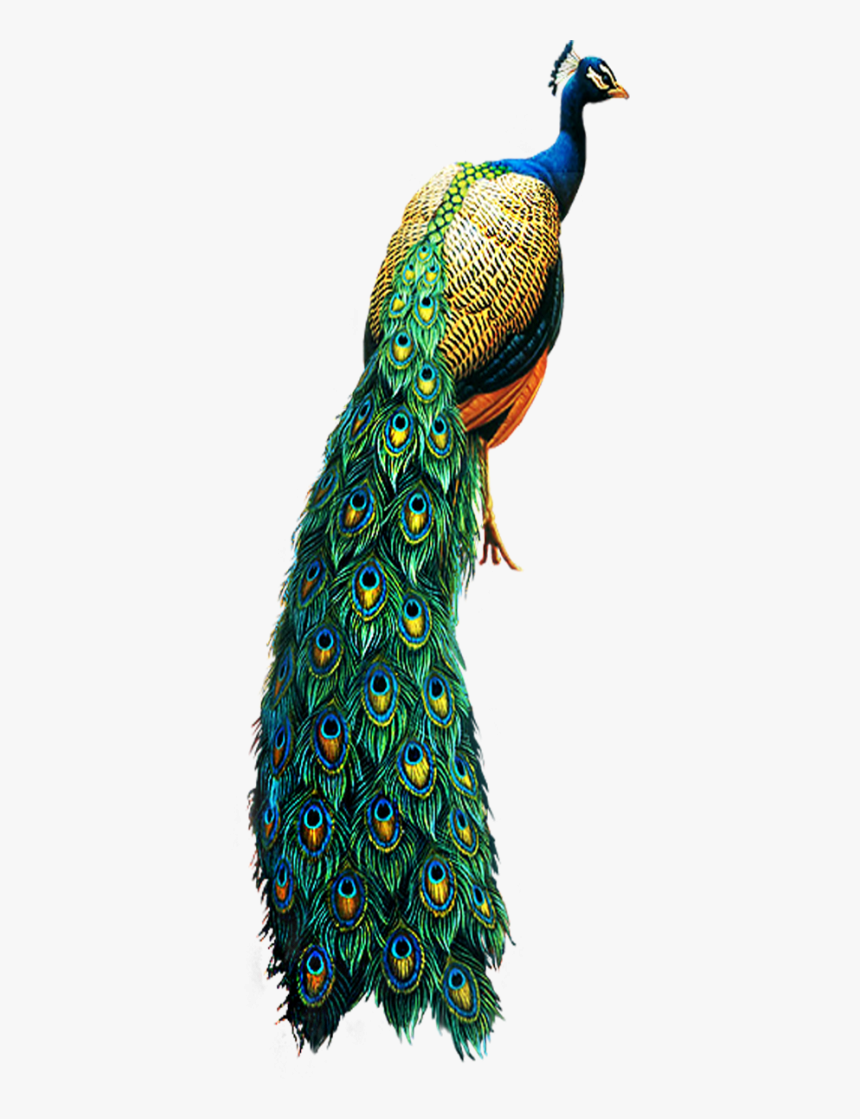 Peacock Png, Transparent Png
