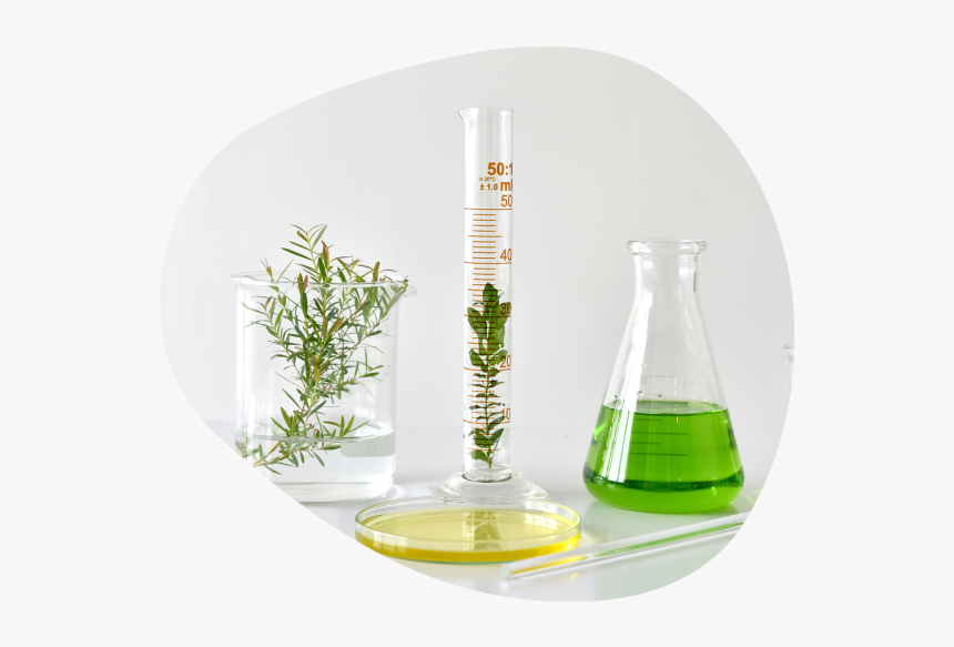Lab Beaker With Botanical, HD Png Download